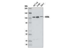 Cell Signaling Technology&nbsp;HIRA D2A5E Rabbit mAb 100 ul