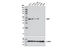 Cell Signaling Technology&nbsp;SAV1 D6M6X Rabbit mAb 20 ul