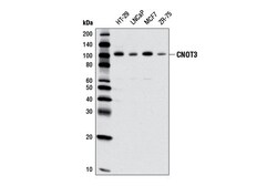 Cell Signaling Technology&nbsp;CNOT3 E1L9S Rabbit mAb 100 u