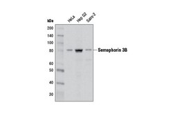 Cell Signaling Technology&nbsp;Semaphorin 3B D5A2P Rabbit m