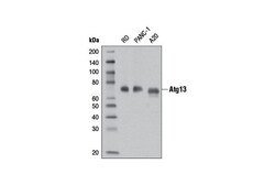 Cell Signaling Technology&nbsp;Atg13 D4P1K Rabbit mAb 100 u