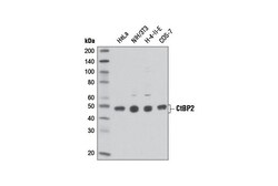 Cell Signaling Technology&nbsp;CtBP2 Antibody 100 ul