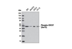 Cell Signaling Technology&nbsp;Phospho-CDC37 Ser13 D8P8F