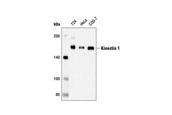 Cell Signaling Technology&nbsp;Kinectin 1 D5F7J Rabbit mAb
