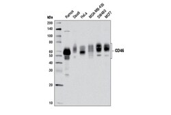 Cell Signaling Technology&nbsp;CD46 D6N7H Rabbit mAb 100 ul
