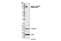 Cell Signaling Technology&nbsp;Phospho-alpha-E-Catenin Ser65
