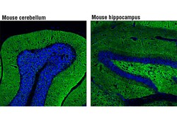 Cell Signaling Technology&nbsp;Synapsin-1 D12G5 XPRRabbi