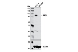 Cell Signaling Technology&nbsp;BAP1 D1W9B Rabbit mAb 100 ul