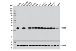 Cell Signaling Technology&nbsp;UCHL1 D3T2E XPR Rabbit mAb