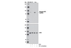 Cell Signaling Technology&nbsp;Phospho-GIT2 Tyr592 D6L1J