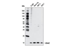 Cell Signaling Technology&nbsp;LSm2 D9X6C Rabbit mAb 100 ul