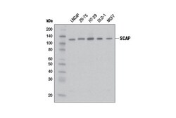Cell Signaling Technology SCAP Antibody 100 ul, Quantity: Each of 1
