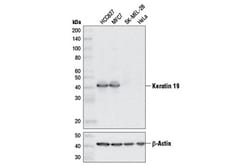 Cell Signaling Technology&nbsp;Keratin 19 D7F7W Rabbit mAb