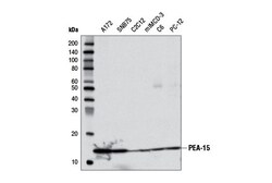 Cell Signaling Technology&nbsp;PEA-15 D1G6A Rabbit mAb 100