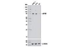 Cell Signaling Technology&nbsp;eIF4B 1F5 Mouse mAb 100 ul