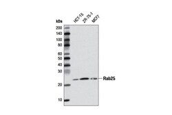 Cell Signaling Technology&nbsp;Rab25 D3H4N Rabbit mAb 100 u