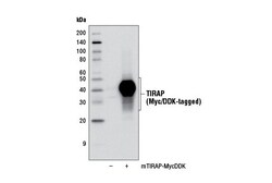 Cell Signaling Technology&nbsp;TIRAP D6M9Z Rabbit mAb 100 u