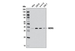 Cell Signaling Technology&nbsp;WDR5 D3X5B Rabbit mAb 100 ul