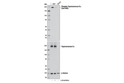 Cell Signaling Technology&nbsp;Phospho-Topoisomerase II-alpha