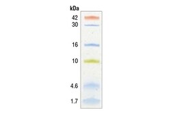 Cell Signaling Technology&nbsp;Color-coded Prestained Protein