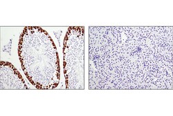 Cell Signaling Technology&nbsp;DAZL D2A4 Rabbit mAb 100 ul
