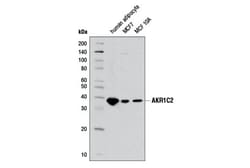 Cell Signaling Technology&nbsp;AKR1C2 Antibody 100 ul