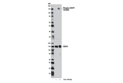 Cell Signaling Technology&nbsp;Phospho-CDCP1 Tyr806 Antibod