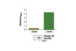Cell Signaling Technology&nbsp;PathScanR Phospho-Rb Ser780