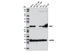 Cell Signaling Technology&nbsp;RKIP D42F3 Rabbit mAb 100 ul
