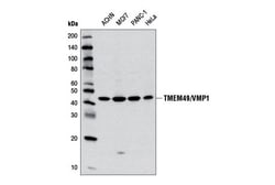 Cell Signaling Technology&nbsp;TMEM49/VMP1 D6N4G Rabbit mAb