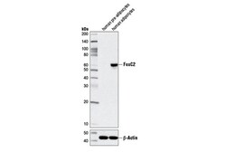 Cell Signaling Technology&nbsp;FoxC2 D4D4 Rabbit mAb 100 ul