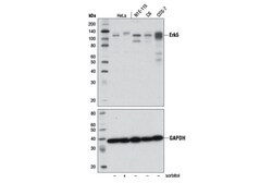 Cell Signaling Technology&nbsp;Erk5 D3I5V Rabbit mAb 100 ul