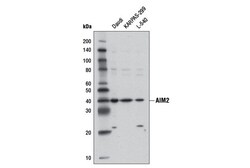 Cell Signaling Technology&nbsp;AIM2 D5X7K Rabbit mAb 100 ul