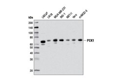 Cell Signaling Technology&nbsp;PCK1 D12F5 Rabbit mAb 100 ul