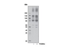 Cell Signaling Technology&nbsp;O-GlcNAc CTD110.6 Mouse mAb