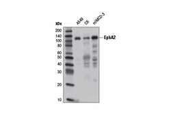 Cell Signaling Technology&nbsp;EphA2 8B6 Mouse mAb 100 ul