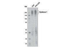Cell Signaling Technology&nbsp;Syndecan 1 D4Y7H Rabbit mAb