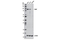 Cell Signaling Technology&nbsp;Dab2 D7O9T Rabbit mAb 100 ul