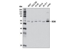 Cell Signaling Technology&nbsp;SCAI D9A7Y Rabbit mAb 100 ul