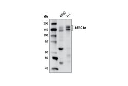 Cell Signaling Technology&nbsp;hERG1a D1Y2J Rabbit mAb 100
