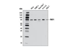 Cell Signaling Technology&nbsp;PAF1 D9G9X Rabbit mAb 100 ul