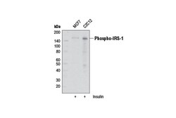 Cell Signaling Technology&nbsp;IRS-1 Inhibition Antibody Samp