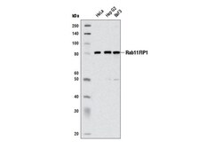 Cell Signaling Technology&nbsp;Rab11FIP1 D9D8PRabbit mAb 1