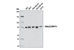 Cell Signaling Technology&nbsp;DNAJC2/MPP11 D6B1E Rabbit mA