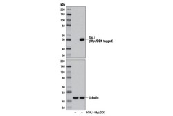 Cell Signaling Technology&nbsp;TAL1 Antibody 100 ul