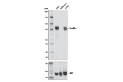 Cell Signaling Technology&nbsp;FoxO3a D19A7 Rabbit mAb 20 u