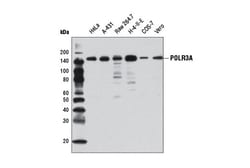 Cell Signaling Technology&nbsp;POLR3A D5Y2D Rabbit mAb 100