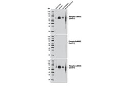 Cell Signaling Technology&nbsp;Phospho-CaMKK2 Ser511 Antibo