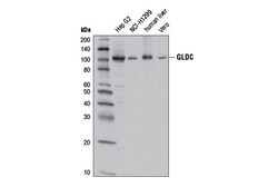 Cell Signaling Technology&nbsp;GLDC Antibody 100 ul