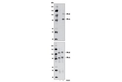 Cell Signaling Technology&nbsp;Phospho-Progesterone Receptor